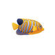 Regal Angelfish