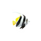 Pennant Coralfish Butterfly Fish