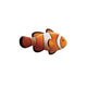 Clownfish Right