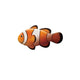 Clownfish Left
