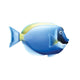 Powder Blue Tang Right