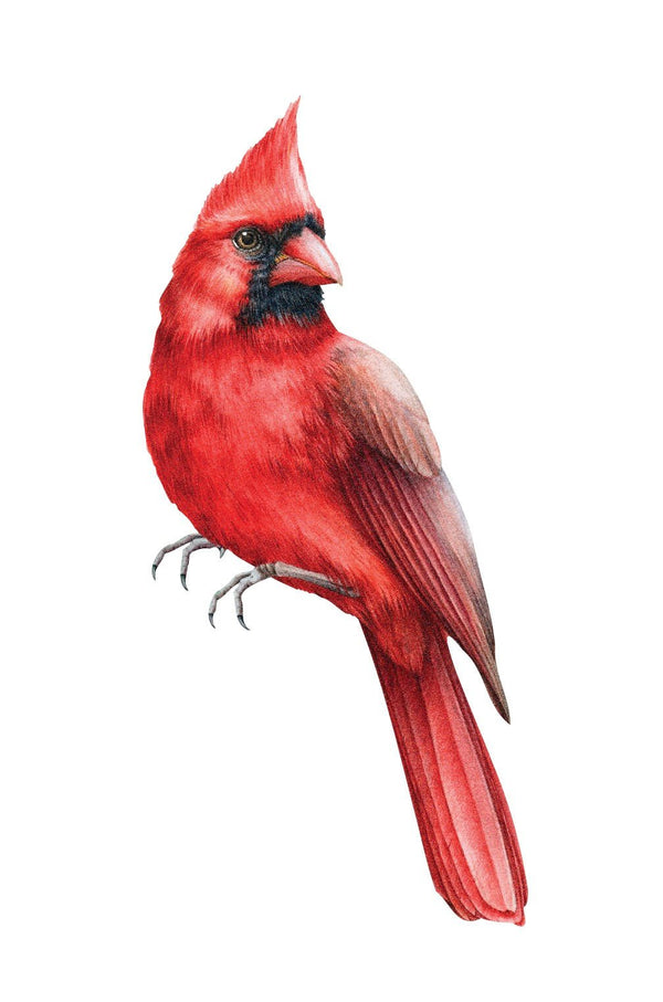 A detailed illustration of a red cardinal bird, a spirit symbol, with a prominent crest and sharp beak, perched and facing to the left, isolated on a white background can be found on the Cover-Alls Cardinal Decal.
