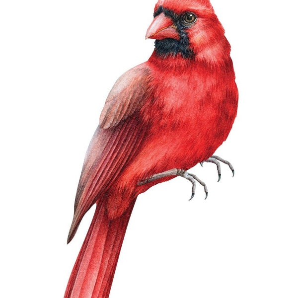 A vividly detailed illustration of a red northern cardinal perched, showcasing its prominent crest and sharp beak as a Cover-Alls Cardinal Decal.