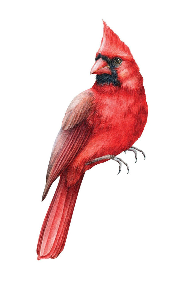 A vividly detailed illustration of a red northern cardinal perched, showcasing its prominent crest and sharp beak as a Cover-Alls Cardinal Decal.
