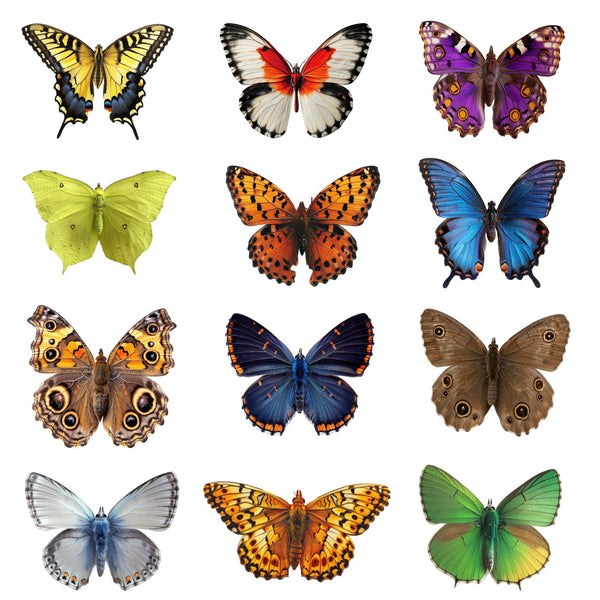 Colorful Butterflies by Cover-Alls features twelve vibrant butterflies, arranged in a 3x4 grid on a white background—ideal for butterfly wall décor or making eye-catching decals.