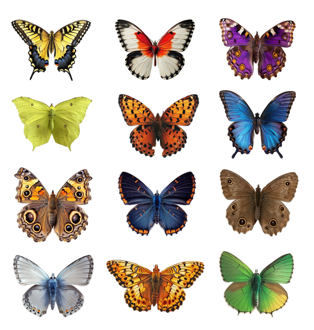 Colorful Butterflies by Cover-Alls features twelve vibrant butterflies, arranged in a 3x4 grid on a white background—ideal for butterfly wall décor or making eye-catching decals.