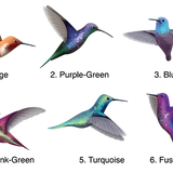 Illustration of six colorful hummingbirds in mid-flight, each depicted in varying hues including red, purple, blue, green, and shades in between. Perfect for car or wall decoration, these approx 6” wide beauties bring vibrant life to any space. These Cover-Alls Hummingbird Decals are sure to brighten up your environment.