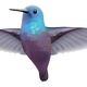  Hummingbird 3