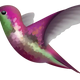  Hummingbird 4