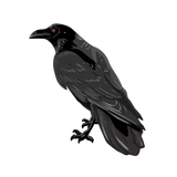 A detailed illustration of a Black Raven standing sideways on a green background, with a glossy feather texture and a red eye.