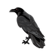  Raven perched