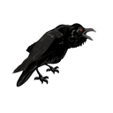  Raven cawing