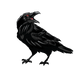  Raven cawing backwards