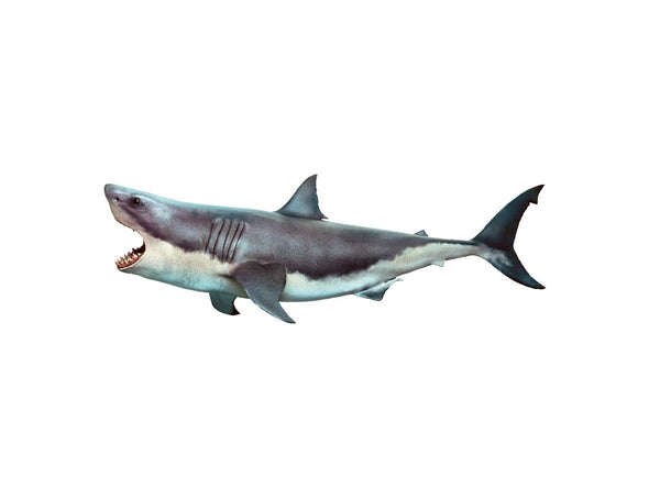 A Cover-Alls Scary Shark Decal isolated on a white background, showing its streamlined body and visible teeth, perfect for Halloween Terror.