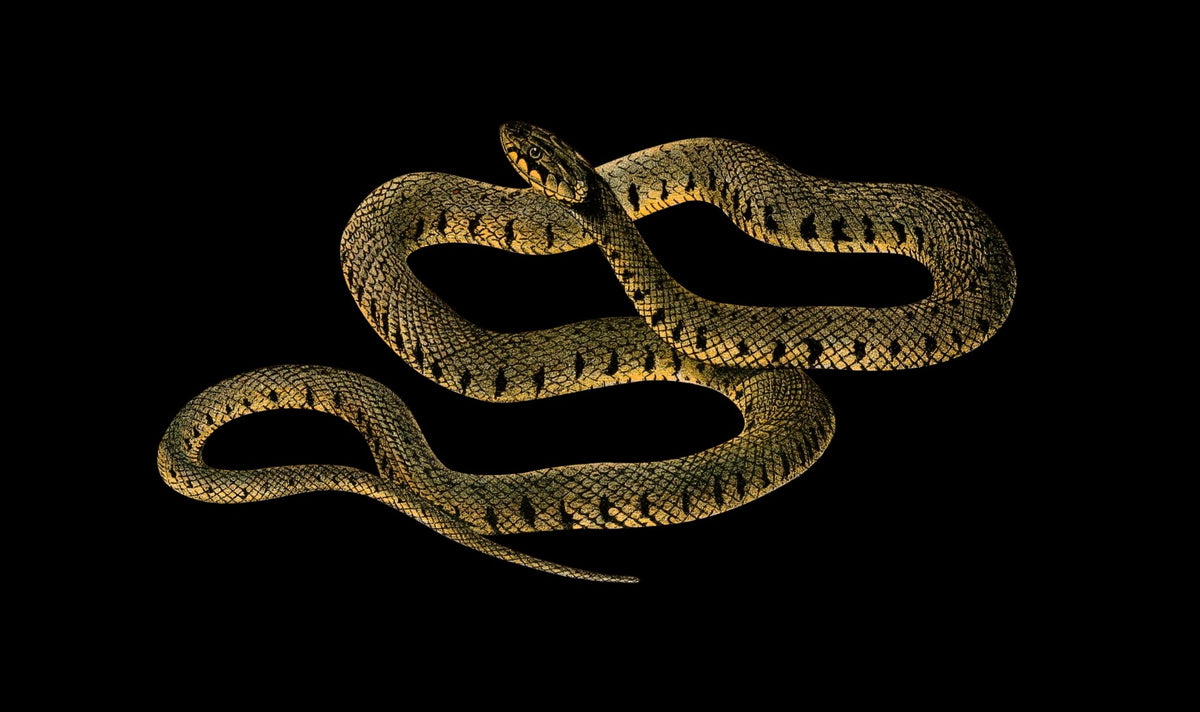 A coiled snake with a greenish-brown pattern and a slender, elongated body, reminiscent of the Cover-Alls Striped Vintage Snake Decal, set against a black background.