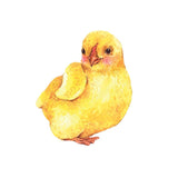 Baby Chick Decals - Car Floats Reusable Car Decals