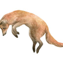  Leaping fox