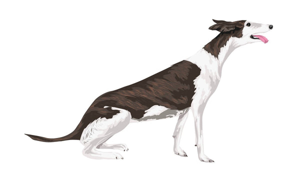 Greyhound Decals - CoverAlls Decals