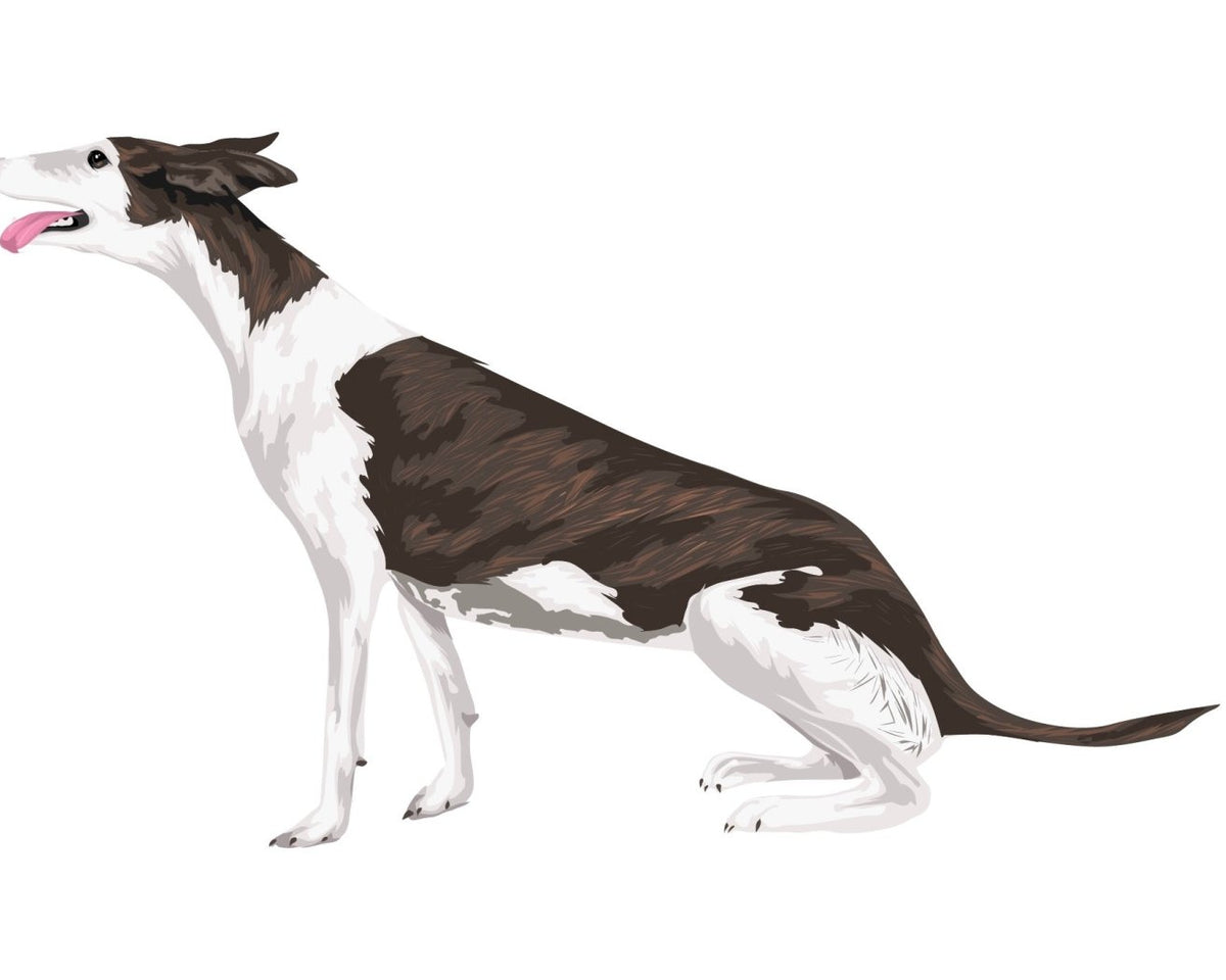 Greyhound Decals - CoverAlls Decals