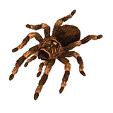 A Halloween themed Hairy Tarantula Decal by CoverAlls on a white background.