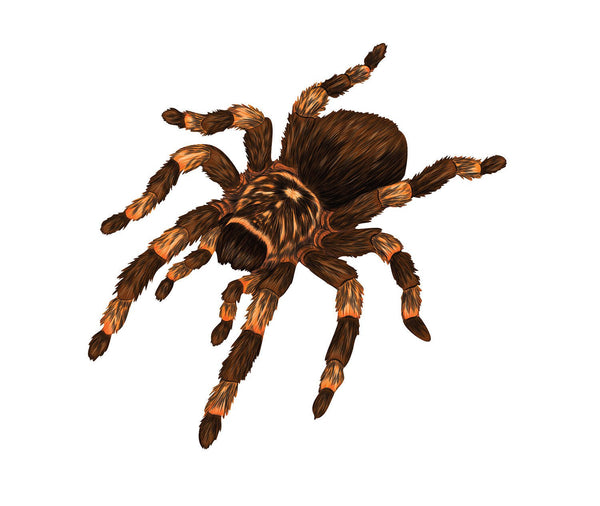 Illustration of a brown tarantula spider with detailed hairy texture on a white background.