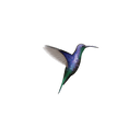  Hummingbird 2