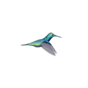  Hummingbird 5
