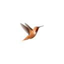  Hummingbird 1