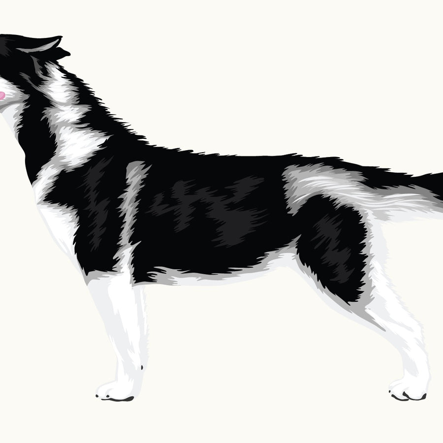 Illustration of a blue-eyed, black and white Siberian Husky standing and facing left with its tongue out, part of the Cover-Alls Siberian Husky Decal from the Dogs in the Wind Collection.