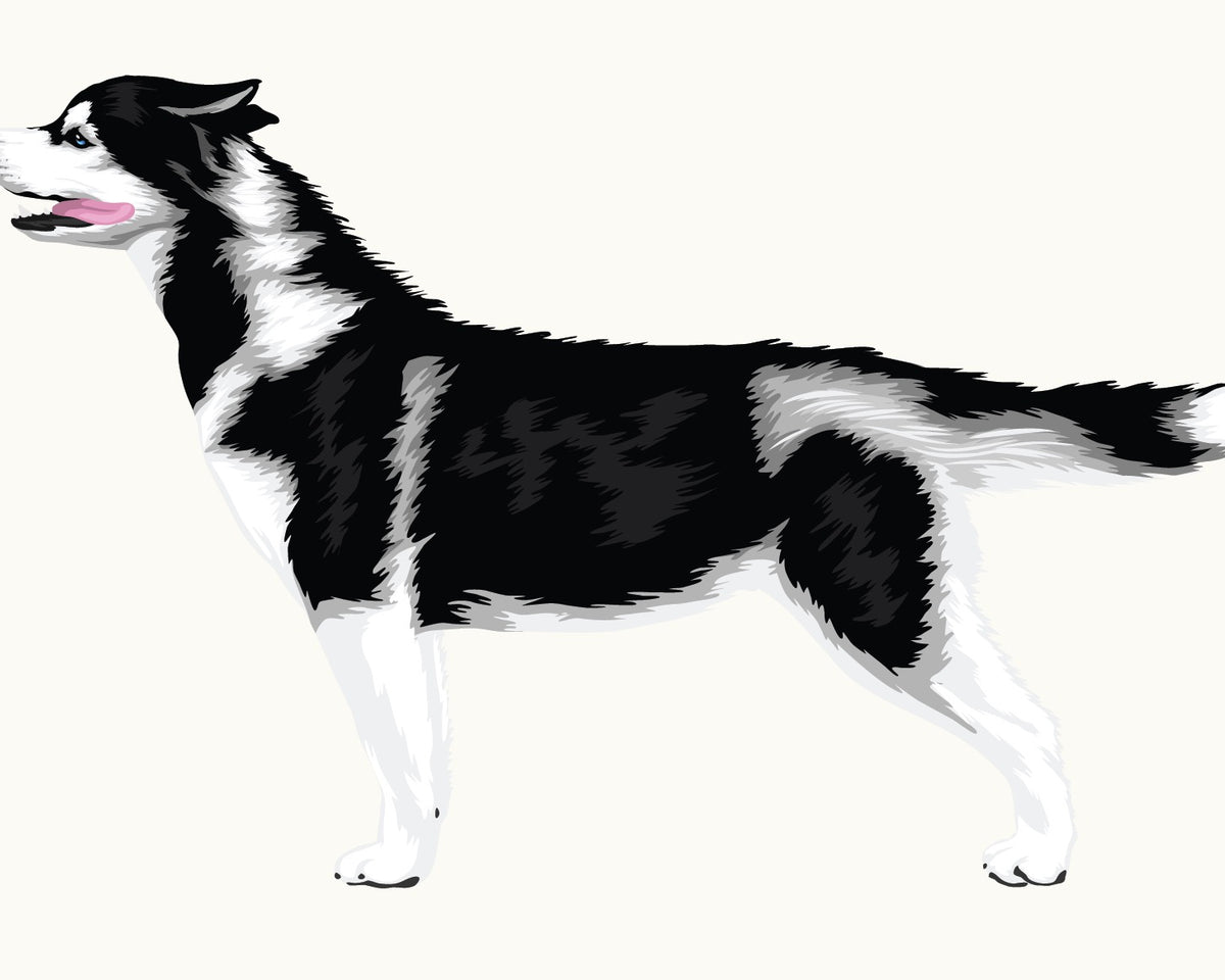 A Life-Sized Siberian Husky Decal from the CoverAlls Dogs in the Wind Collection standing on a white background.