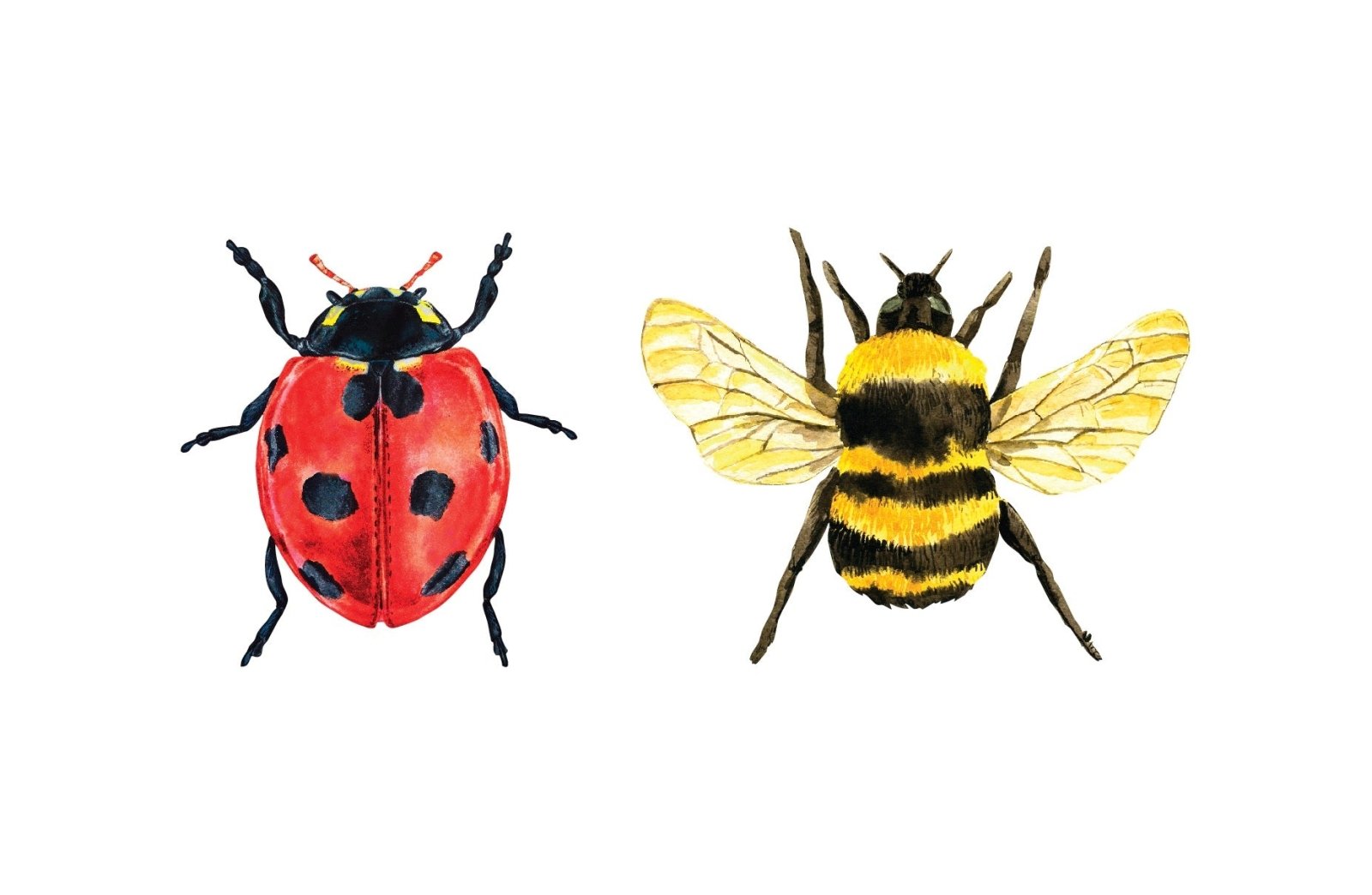 3x Ladybug Vinyl Stickers – JDM Style Car Moto Decal, Multicolor, Made In France