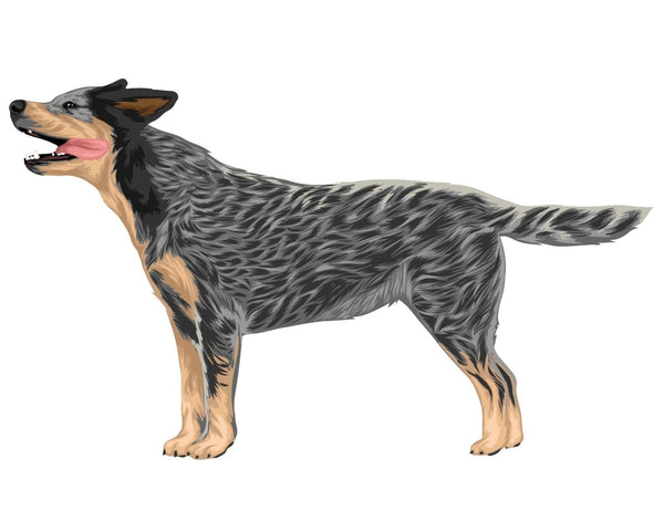 Life-Sized Australian Cattle Dog Decals - CoverAlls Decals