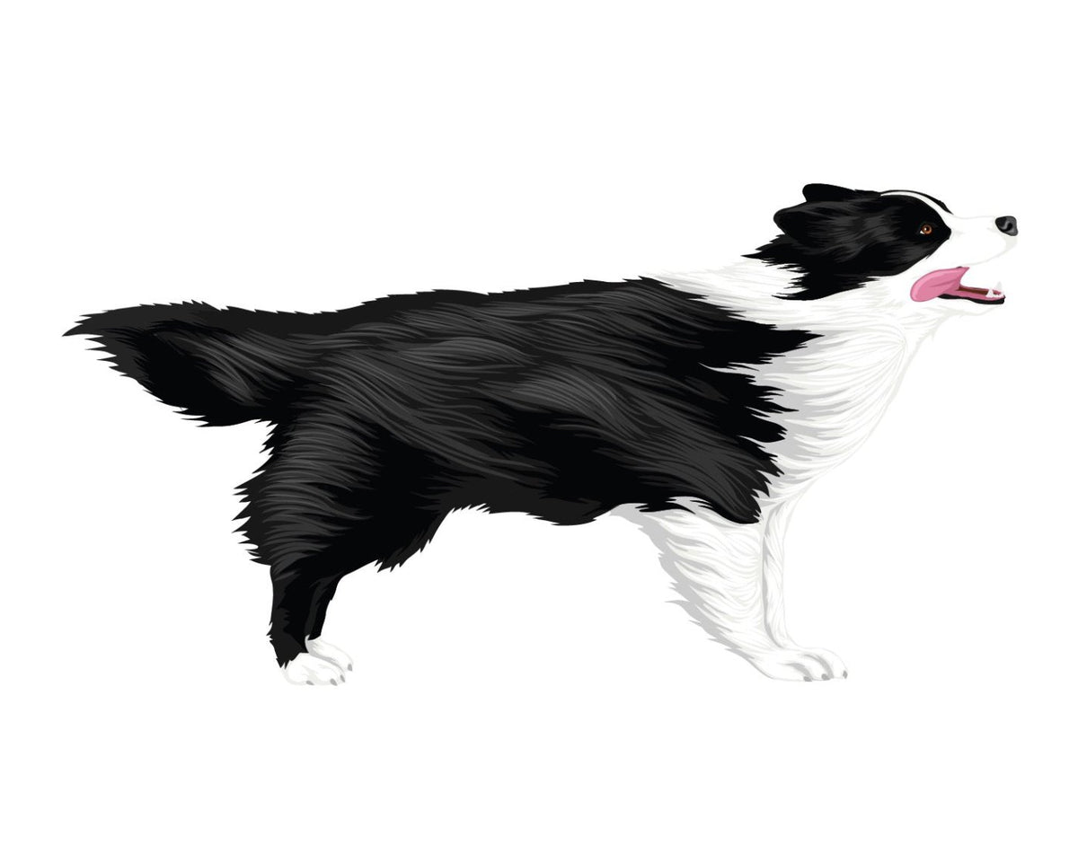 Life-Sized Border Collie Decal - CoverAlls Decals