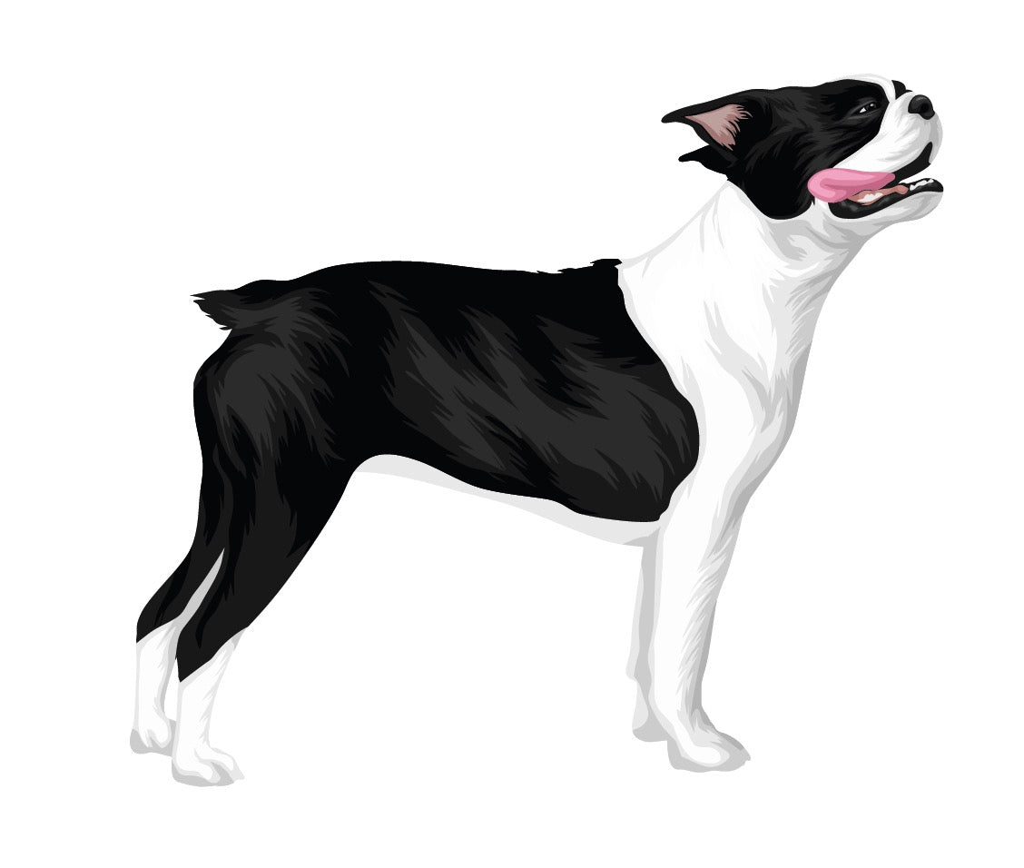 Life-Sized Boston Terrier Decal - CoverAlls Decals