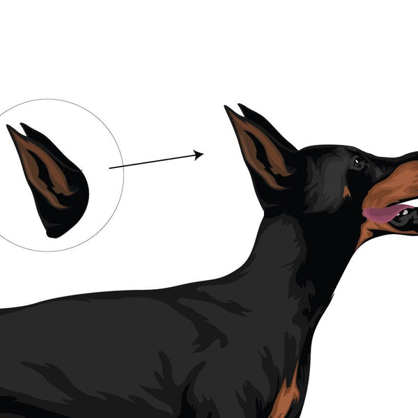 Life-Sized Doberman Pinscher Decals - Cover-Alls Decals
