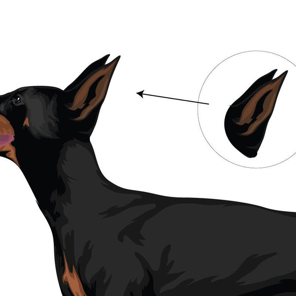 Life-Sized Doberman Pinscher Decals - Cover-Alls Decals