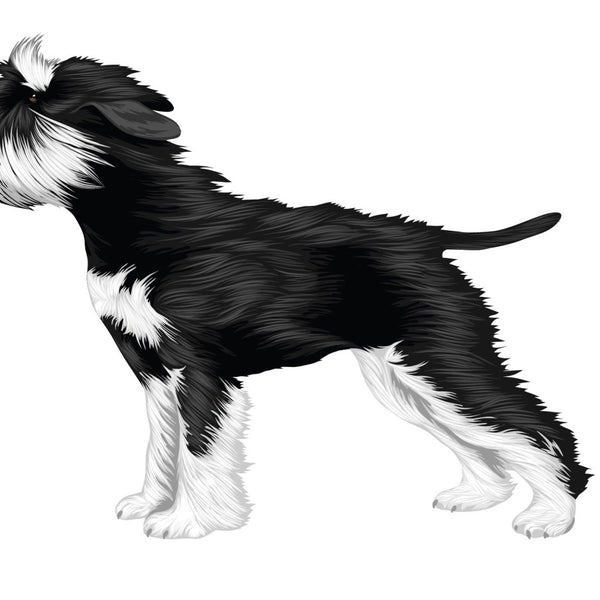 Life-Sized Miniature Schnauzer Decal - CoverAlls Decals