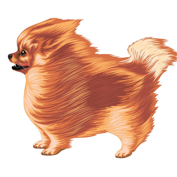 Life-Sized Pomeranian Decal - CoverAlls Decals