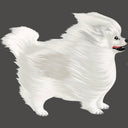  White Pom