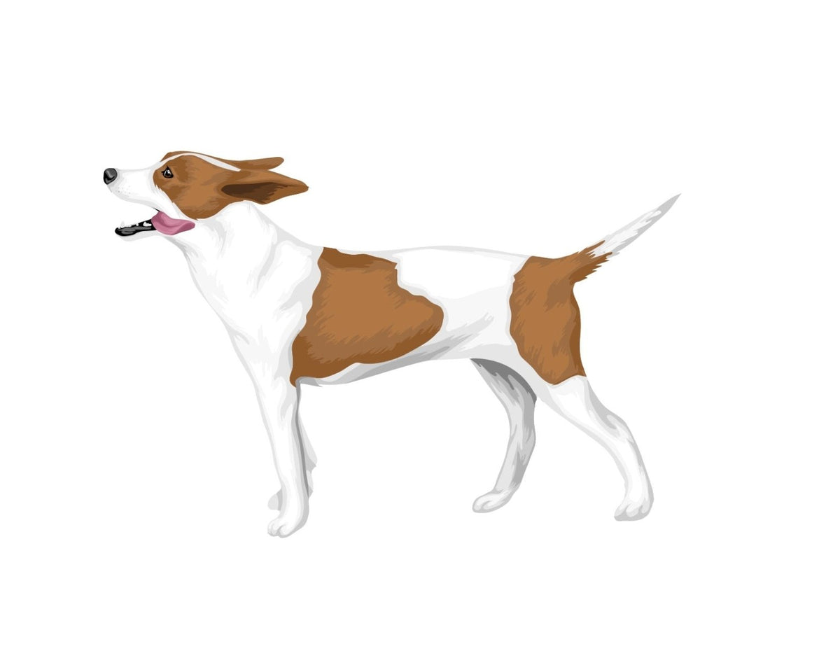 Life-Sized Rat Terrier Decals - CoverAlls Decals