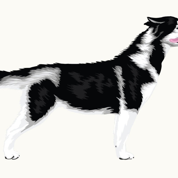 Blue-eyed Life-Sized Siberian Husky Decal standing in a side profile on a plain white background. (Cover-Alls)