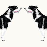 Two blue-eyed Siberian Huskies standing facing each other, symmetrically positioned on a white background. - The Cover-Alls Life-Sized Siberian Husky Decal stands facing each other, symmetrically positioned on a white background.