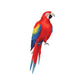  Red Macaw