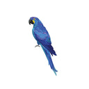  Blue Macaw