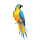  Yellow Macaw