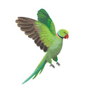  Green Parrot 1