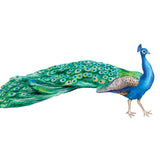 Peacock Decals - CoverAlls Decals