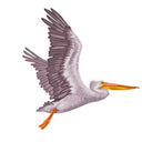  Flying Pelican Passengers