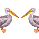  Both Standing Pelicans