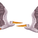  Flying Pelican Both